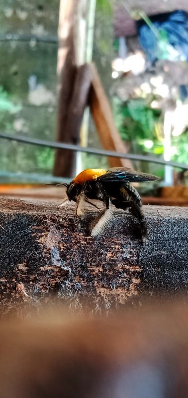 Carpenter Bees Extermination