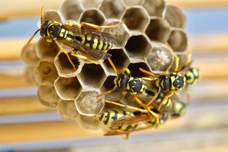 Commercial Wasps Control