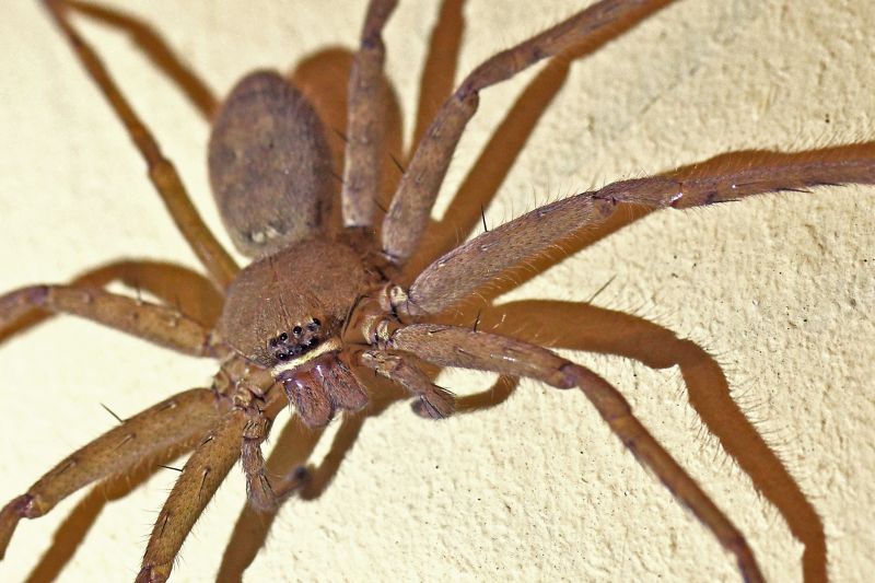 Huntsman Spider Extermination