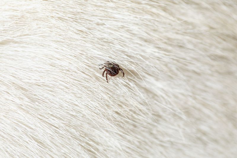 Signs Your Property Needs Flea And Tick Treatment
