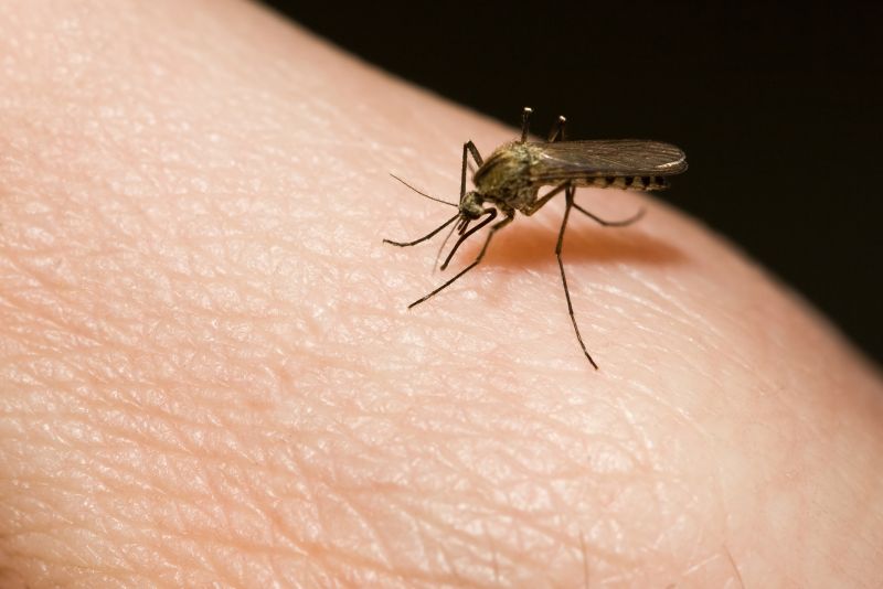 Signs Your Property Needs Professional Mosquito Or Fly Treatment