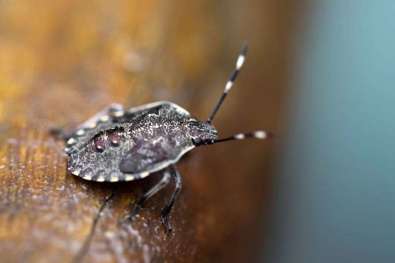 Why Stinkbugs Invade Homes And Buildings