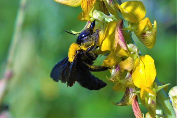 Wood Bee Control